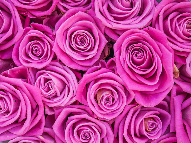 istock Group of pink roses crouded 481847527