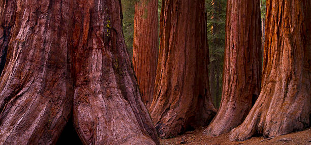 Mariposa Grove Trees Bachelor and Three Graces + 1 in Mariposa Grove, Yosemite National Park, California sequoia tree stock pictures, royalty-free photos & images