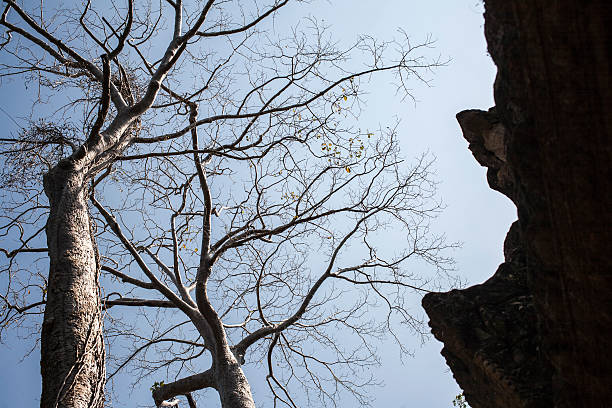 istock Tree on blue sky with old castle Ta Phrom. Cambodia 481848289