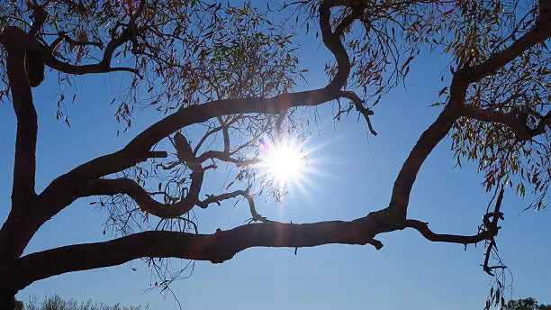 Sun in trees 