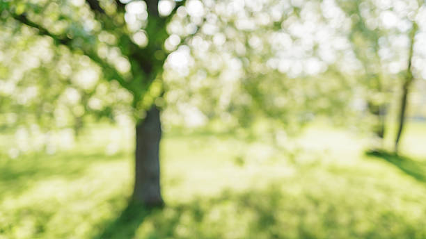 istock defocused bokeh background of apple garden with blossoming trees 481850424