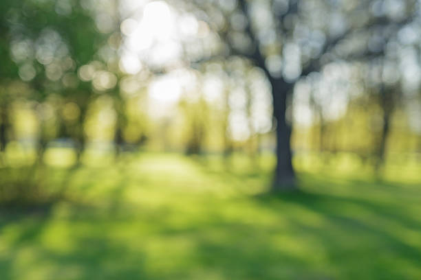 city park bokeh background 50mm lens