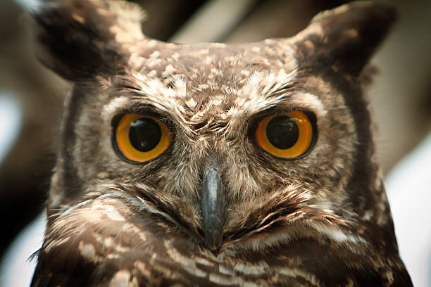 istock owl portrait staring at camera close up 481850590
