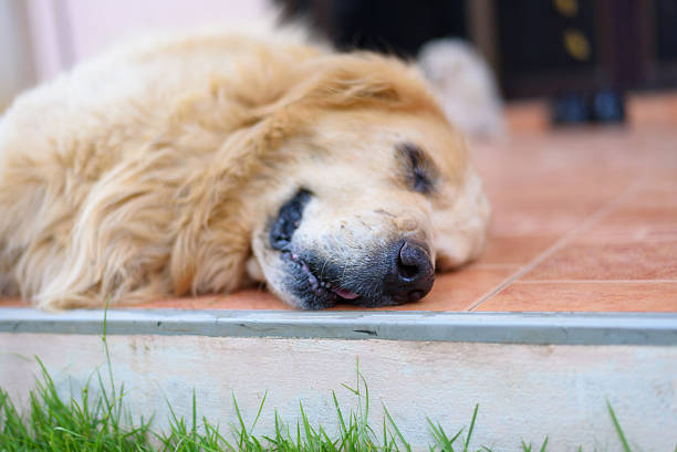 istock Sleepy Face Golden Retriever Dog 481850742