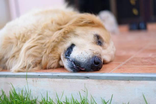 istock Sleepy Face Golden Retriever Dog 481850744