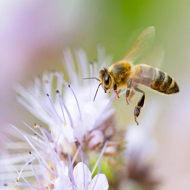 istock Honeybee flying to flower 481851604