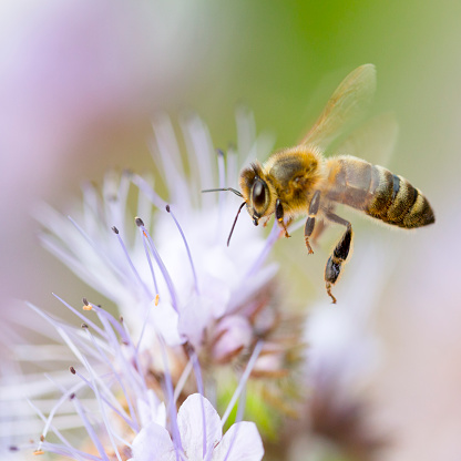 honeybee collecting honey and pollen on Phacelia Tanacetifolia flower (bee in motion)