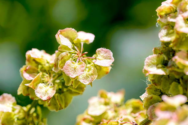 Rumex Crispus - foto de acervo