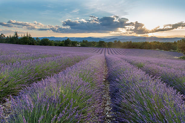 istock Lavender field in France during sunset 481853044