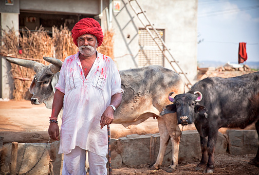 Photographed during the Holi Festival. Proud owner of cows in small village in 'Rajastan around Jodhpur.
