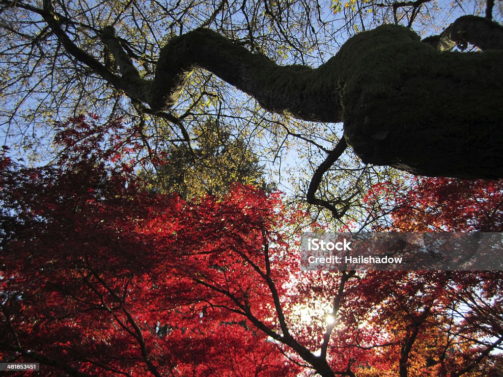 Érable rouge - Photo de Arbre libre de droits