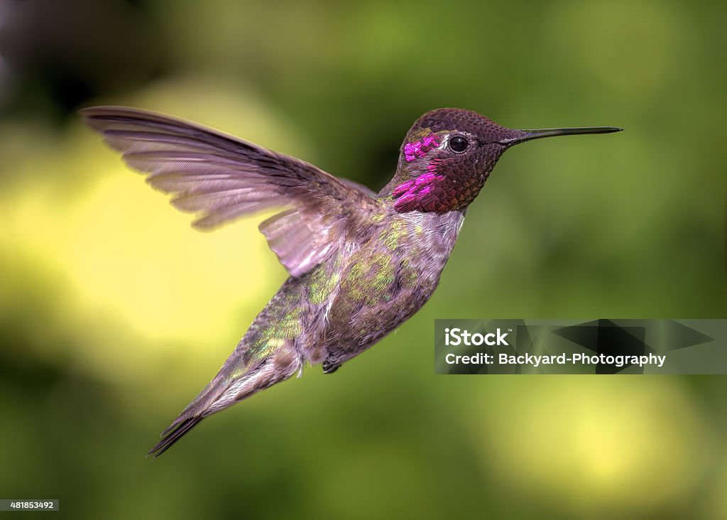 Hummingbird in Flight, Color Image, Day Anna's Hummingbird in Flight, Color Image, Day 2015 Stock Photo