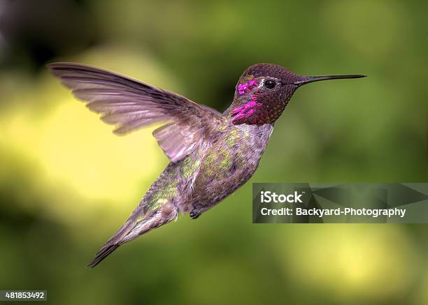 Hummingbird In Flight Color Image Day Stock Photo - Download Image Now - 2015, Animal, Animal Wildlife