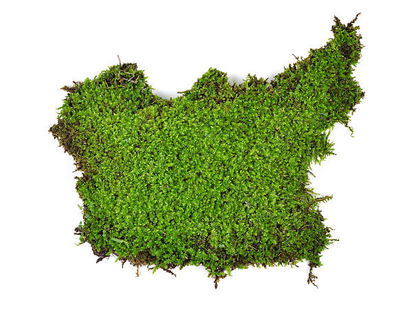istock Green moss isolated on white bakground 481853624