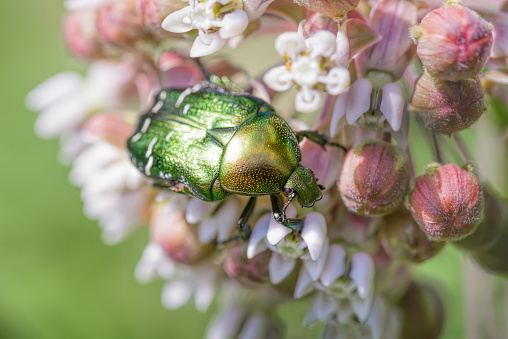 Macro photo of a  green Chafer Beetle (Cetonia aurata) eating a pink milkweed flower under the warm summer sun in the meadow