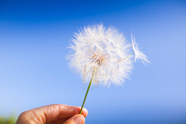 Seed on a dandelion