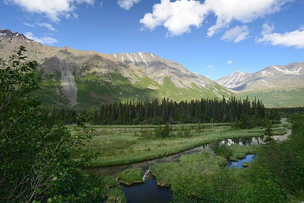 istock Roadsied Scenery in Alaska 481857420