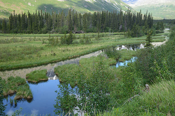 istock Scenery near Cantwell in Alaska 481857440