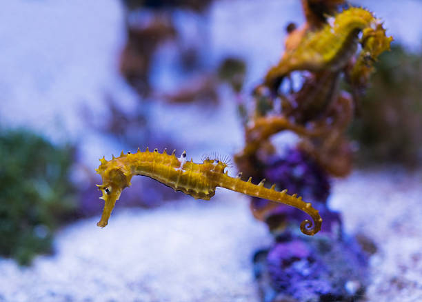 istock Yellow sea horse underwater. 481858410