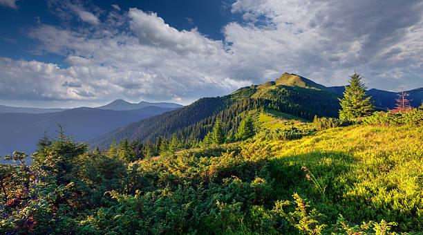istock Beautiful summer landscape in the Carpathian mountains. 481858509