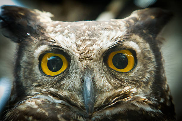 istock owl portrait staring at camera close up 481858644