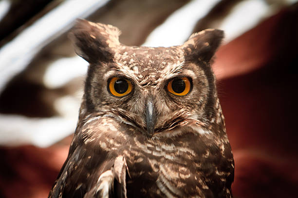 istock owl portrait staring at camera 481858650