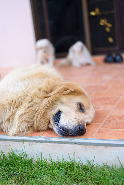 istock Sleepy Face Golden Retriever Dog 481858714