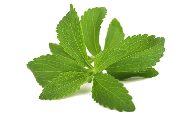 stevia - sweetleaf ストックフォトと画像