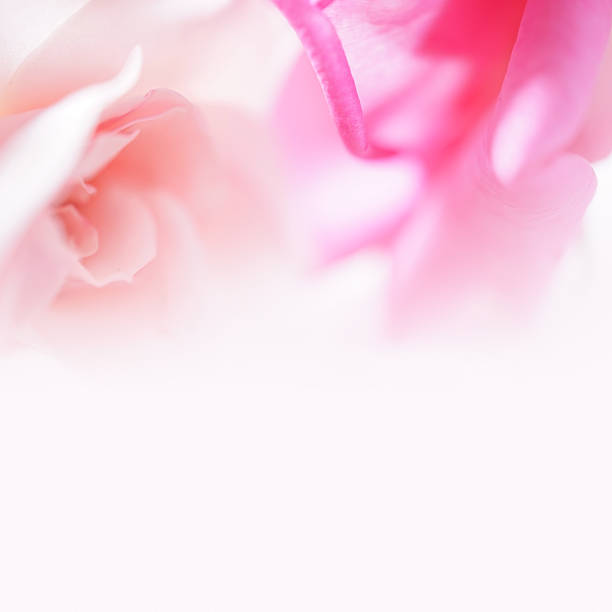 istock roses in soft and blur style 481859654