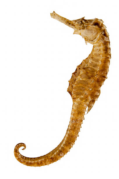 istock Dried Seahorse isolated 481859732