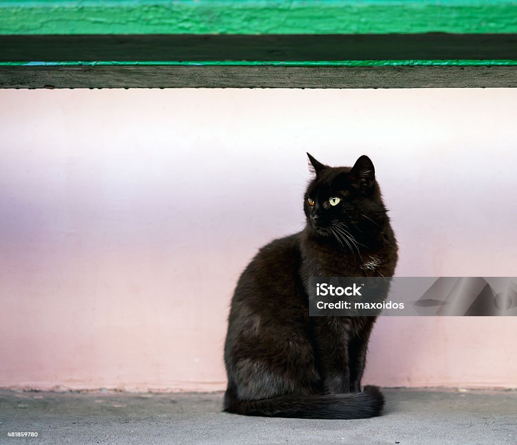 Black cat sitting under the bench Cute black cat sitting under the wooden green bench 2015 Stock Photo