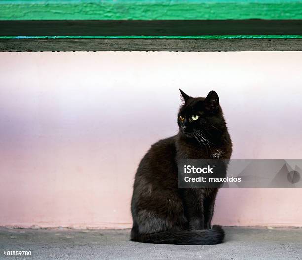 Black Cat Sitting Under The Bench Stock Photo - Download Image Now - 2015, Animal, Animal Body Part