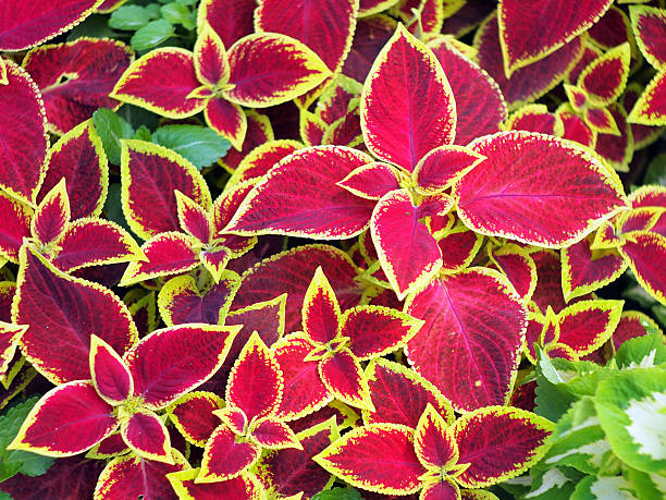 istock Red Coleus plants closeup on a flower bed 481859794