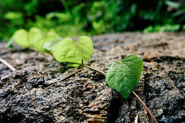 Leaf with droplets on the rock. stock photo