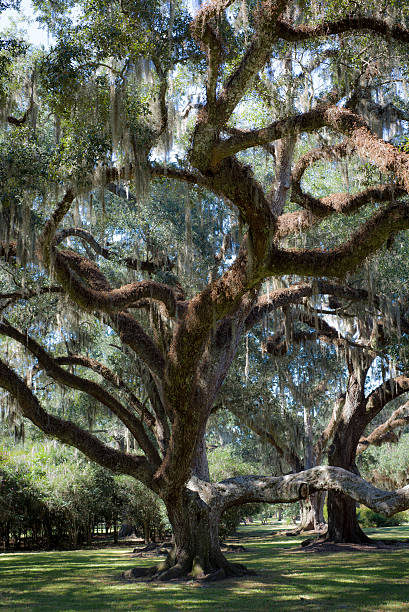 Spanish Moss on Oak Tree stock photo