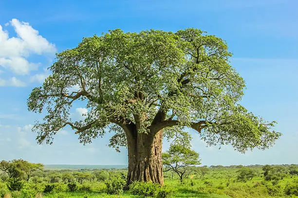 Baobab tree in Tarangire National Park in Tanzania. its enormous size. on blue sky.