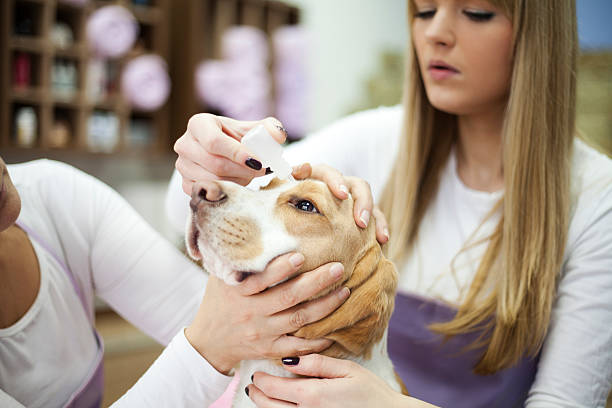 istock Putting pour drops in dog eye 481860630