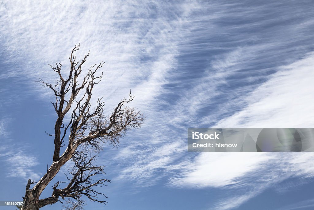 Bare Tree Branches and Sky Bare tree and branches under partly cloudy blue sky. Autumn Stock Photo