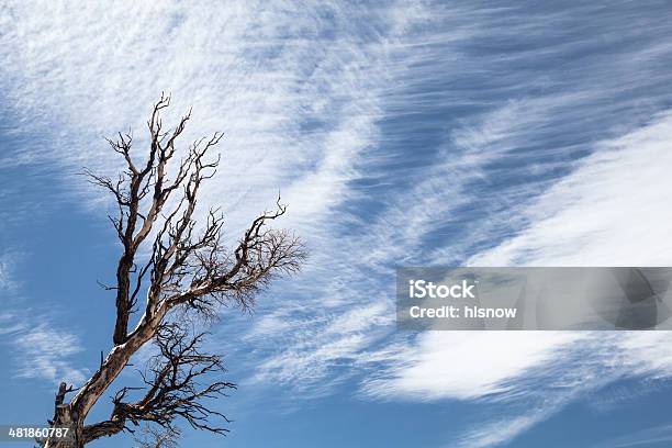 Bare Tree Branches And Sky Stock Photo - Download Image Now - Autumn, Beauty, Beauty In Nature