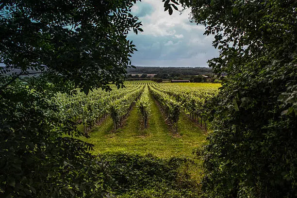 British Vineyards Surrey - Kent