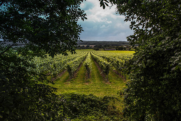 british vinhas surrey-kent - kent inglaterra imagens e fotografias de stock