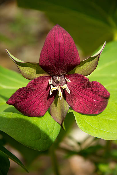 istock Vertical image of purple trillium, Valley Falls, Vernon, Connect 481864206