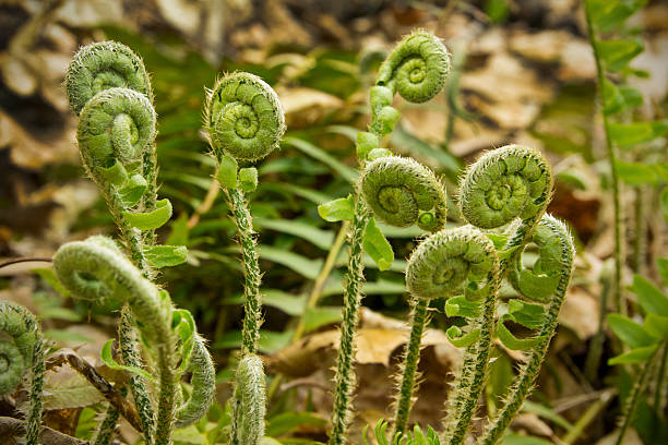 Fern fiddleheads, springtime, Valley Falls Park, Vernon, Connect Group of fern fiddleheads, fronds in background, springtime, Valley Falls Park, Vernon, Connecticut. Christmas fern, Polystichum acrostichoides. fiddle head stock pictures, royalty-free photos & images