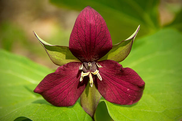 istock Horizontal image of purple trillium, Valley Falls, Vernon, Conne 481864210