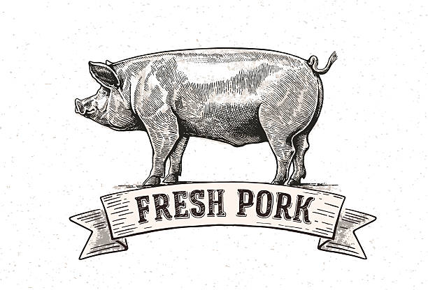 Graphic pig Graphic pig. Vector illustration drawn, by hand. Vector can be used as labels and packaging. meat borders stock illustrations