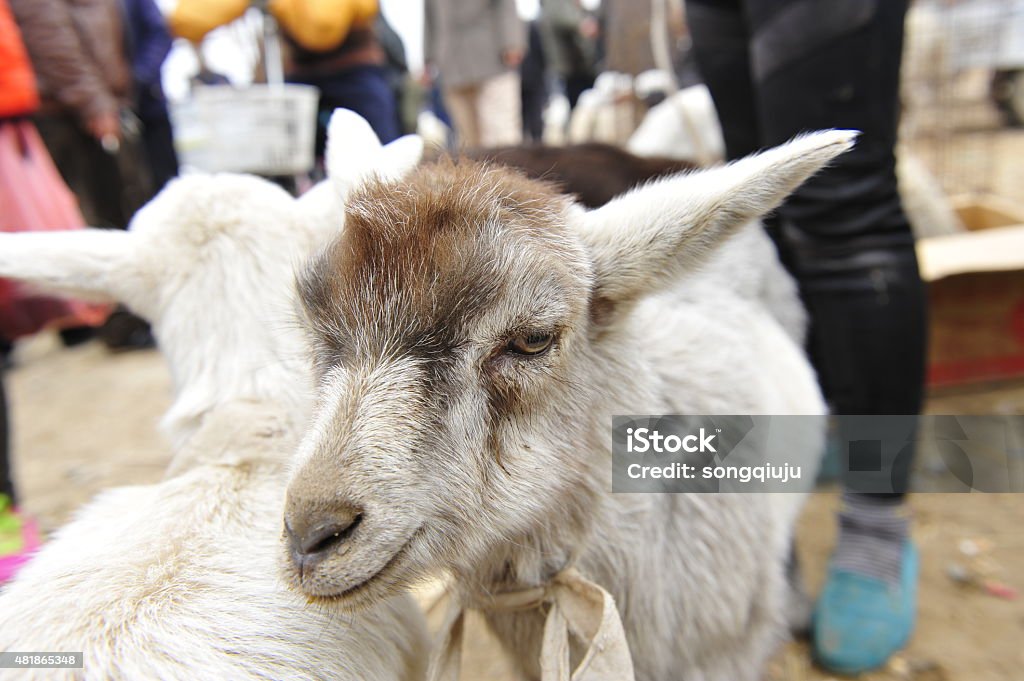 The sheep 2015 Stock Photo