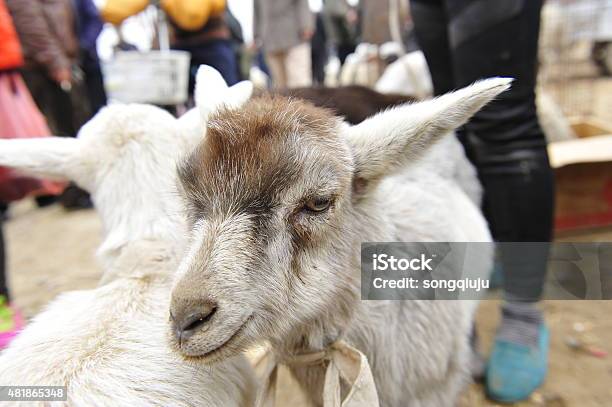 The Sheep Stock Photo - Download Image Now - 2015, Agriculture, Aries