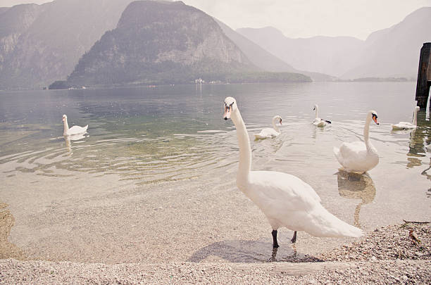 Austria, Europe, Hallstatt, Salzkammergut, Animal