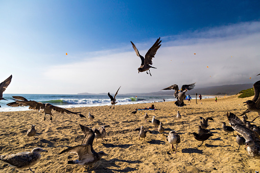 Seagulls feeding mid-air on the beach in Half Moon Bay in California, USA