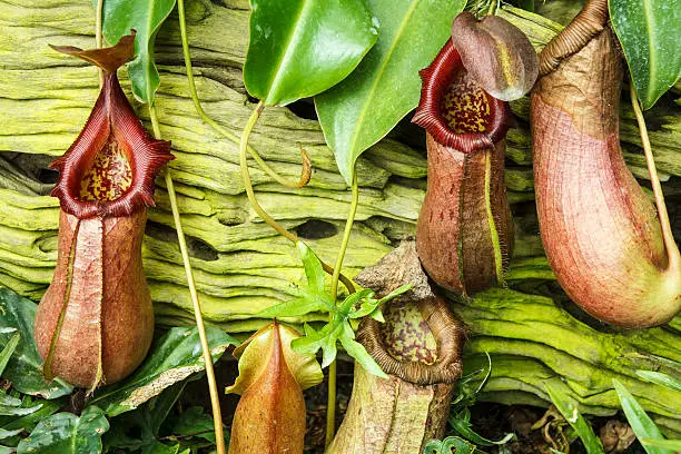 Beautiful Nepenthes  In The Forest